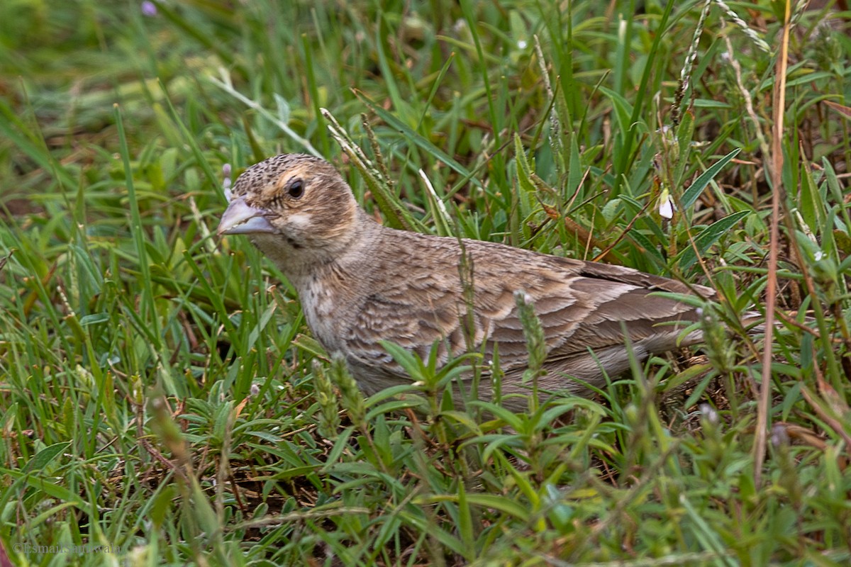 Ashy-crowned Sparrow-Lark - ML628598135