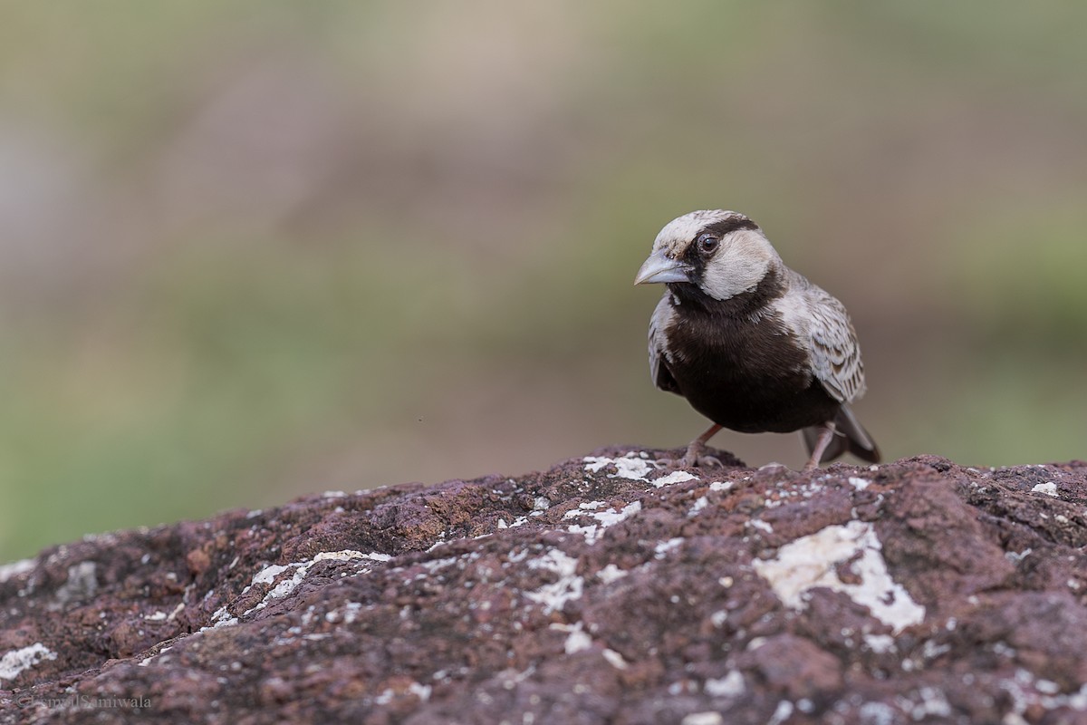 Ashy-crowned Sparrow-Lark - ML628598136