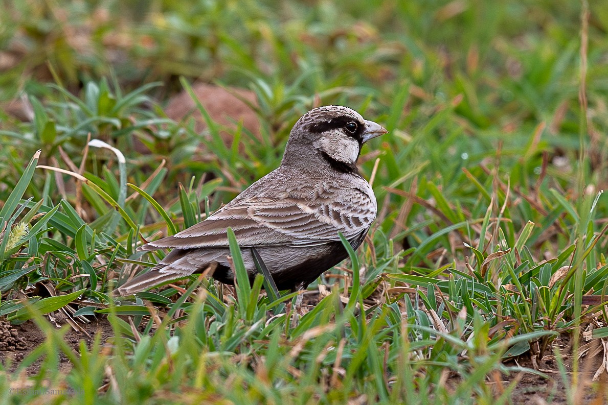 Ashy-crowned Sparrow-Lark - ML628598137