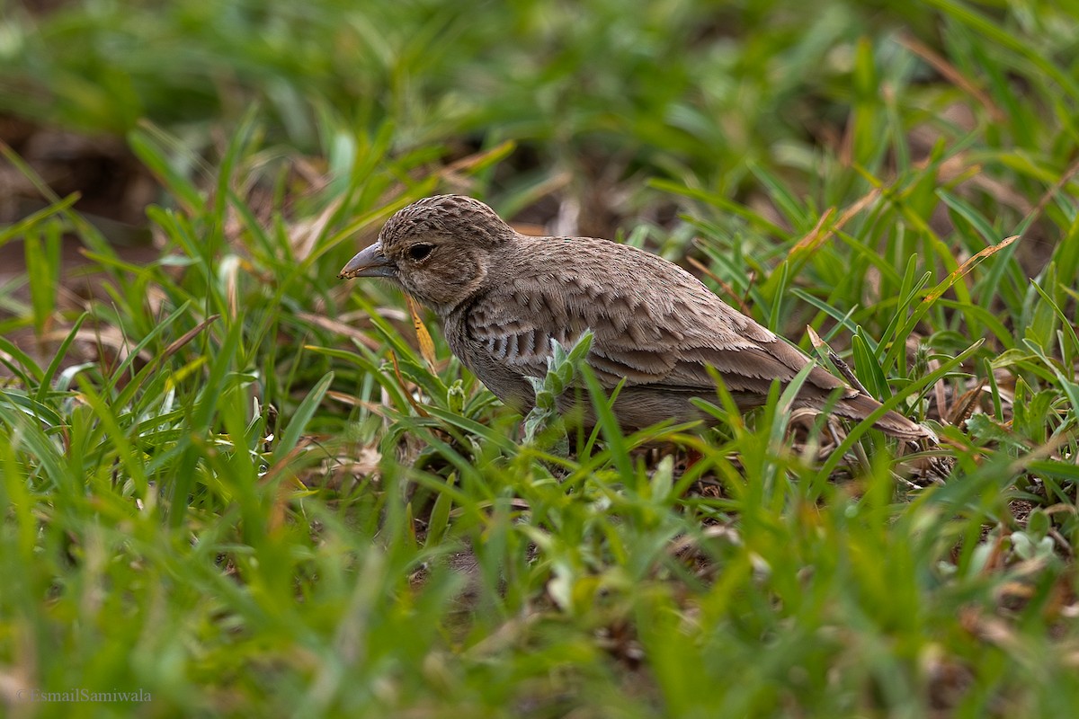 Ashy-crowned Sparrow-Lark - ML628598138