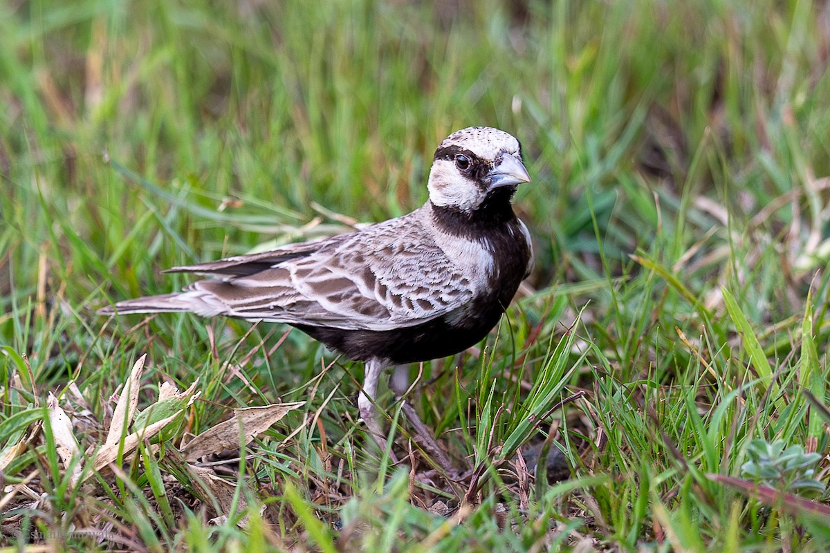 Ashy-crowned Sparrow-Lark - ML628598139