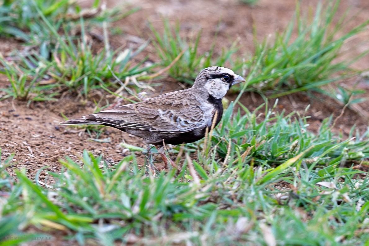 Ashy-crowned Sparrow-Lark - ML628598140