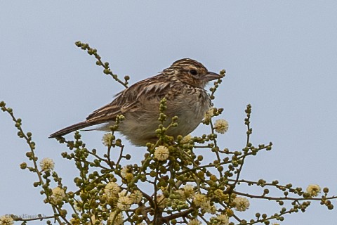 Indian Bushlark - ML628598159