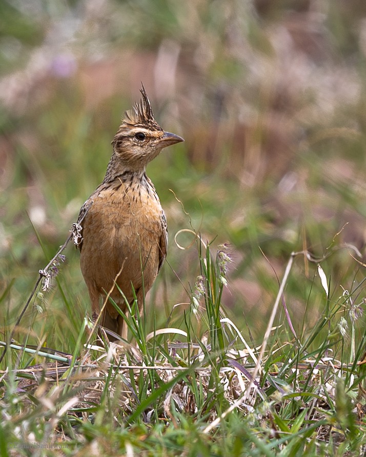 Tawny Lark - ML628598181