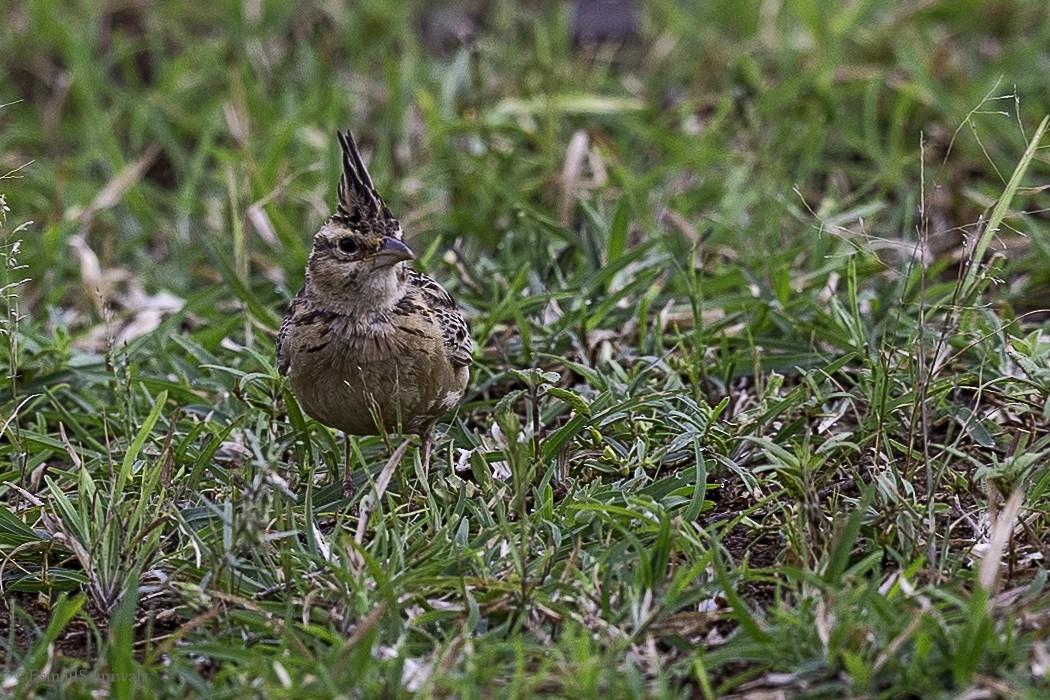 Tawny Lark - ML628598182