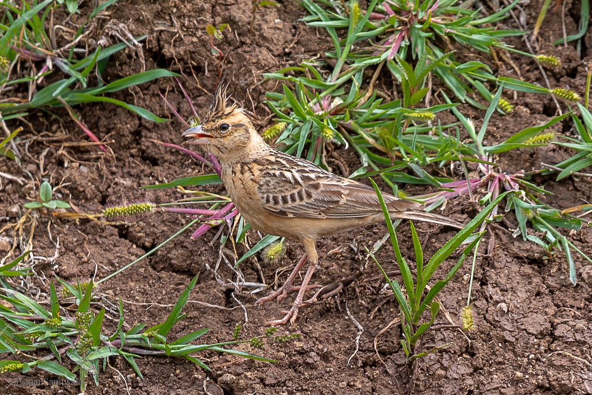 Tawny Lark - ML628598183