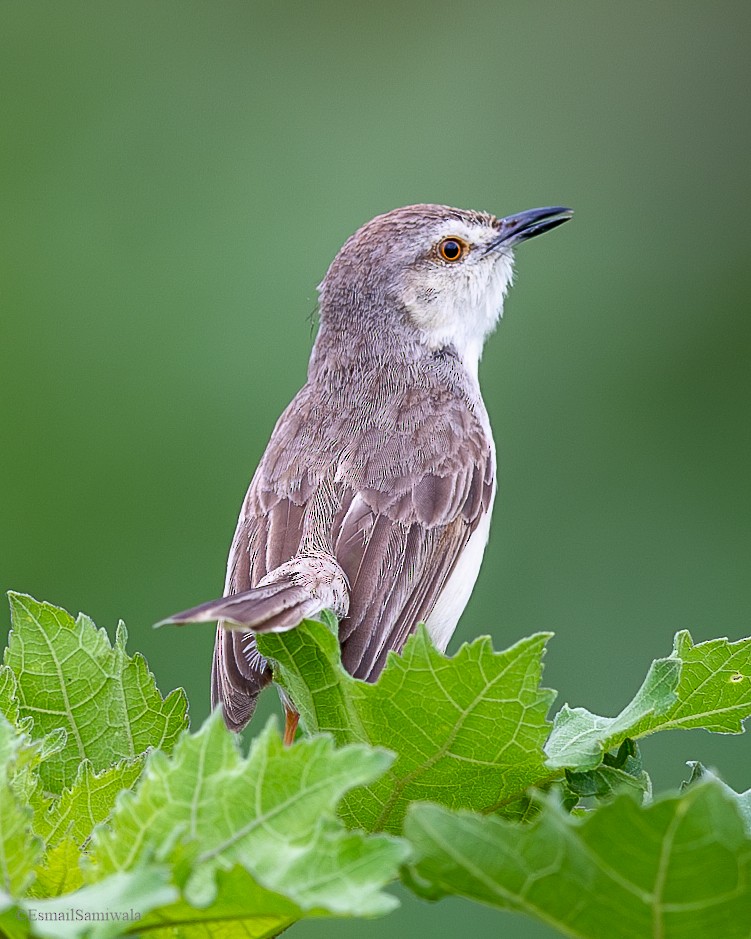 Plain Prinia - ML628598195