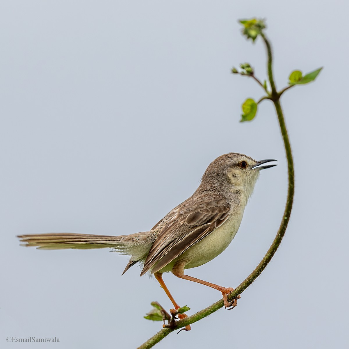 Plain Prinia - ML628598196