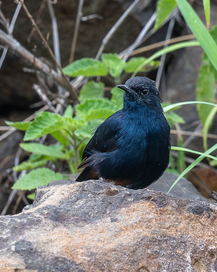 Indian Robin - ML628598215