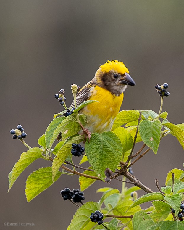 Baya Weaver - ML628598223