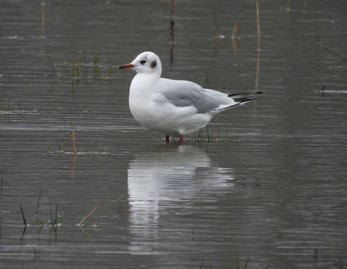 Black-headed Gull - ML628598228
