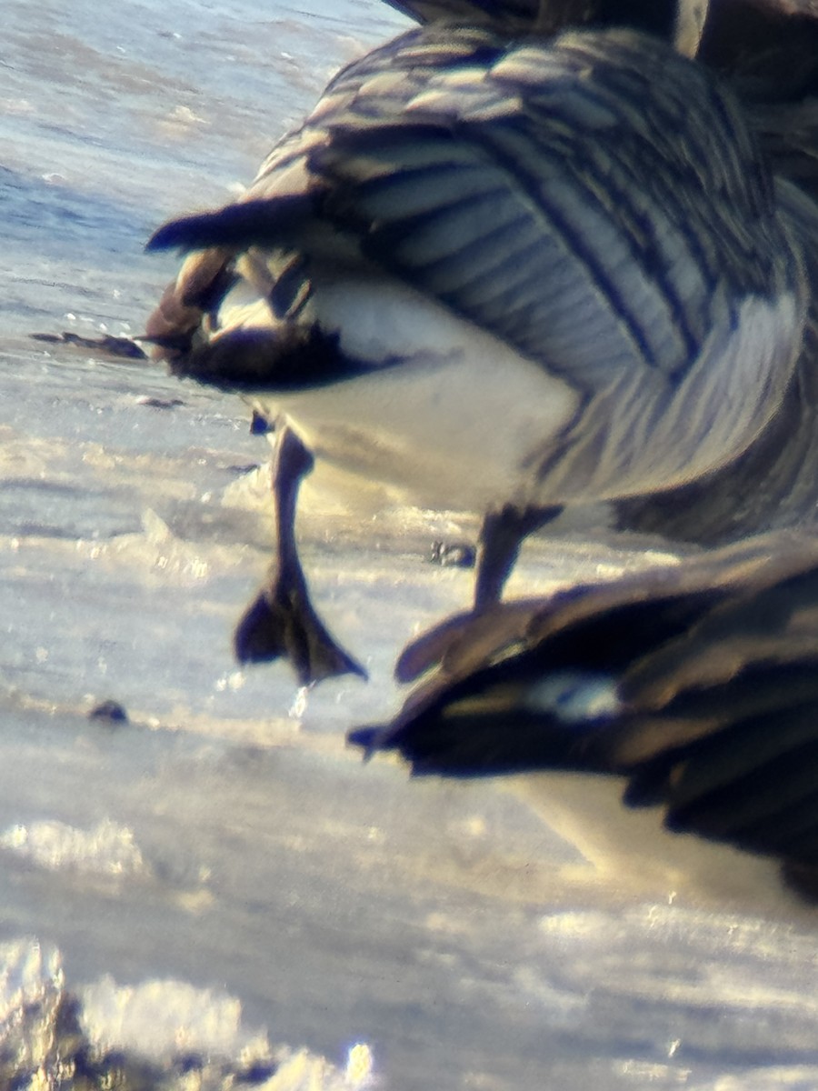 Barnacle Goose - ML628598693