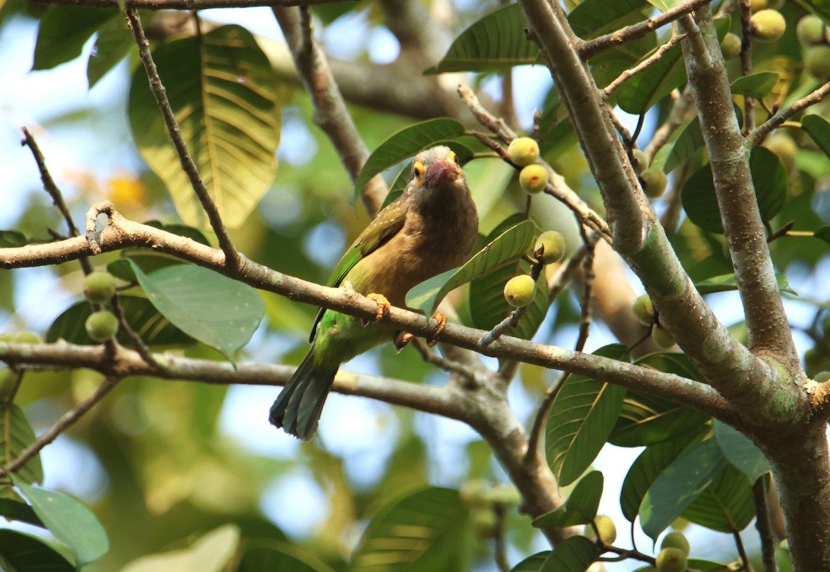 Brown-headed Barbet - ML628598722