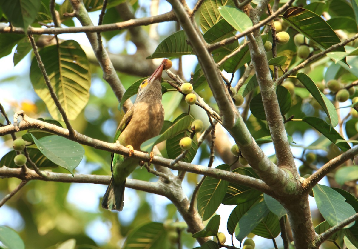Brown-headed Barbet - ML628598723