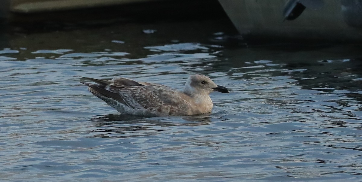 Western x Glaucous-winged Gull (hybrid) - ML628598778