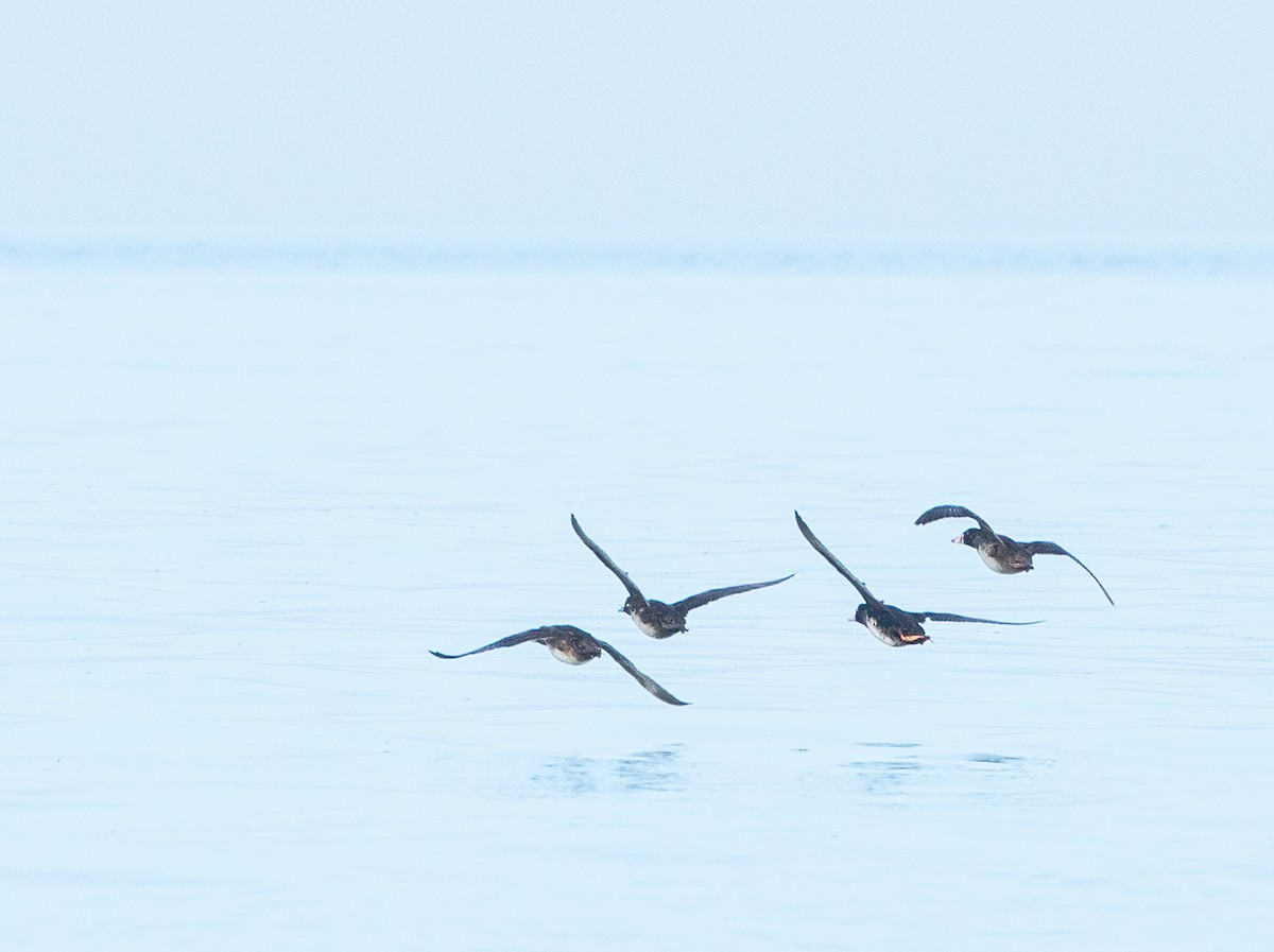 Surf Scoter - ML628598858