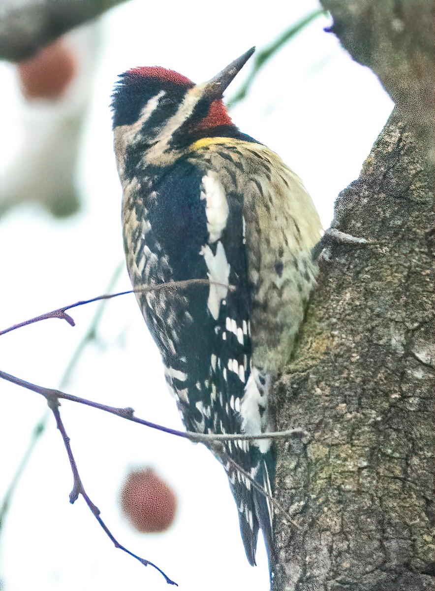 Yellow-bellied Sapsucker - ML628599050
