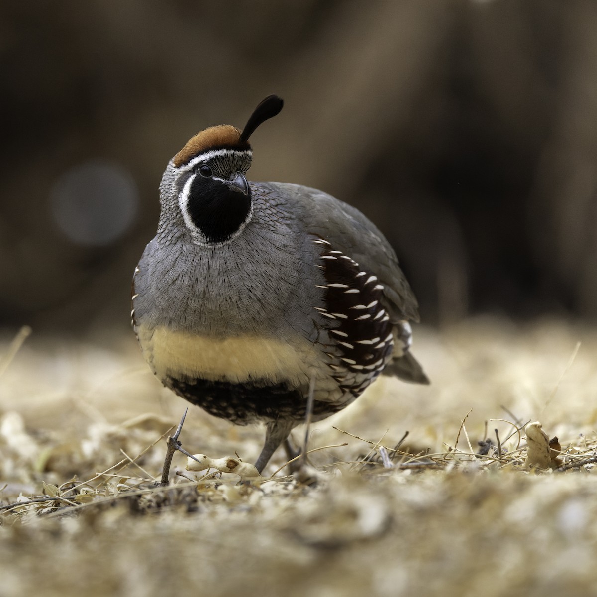 Gambel's Quail - ML628599066