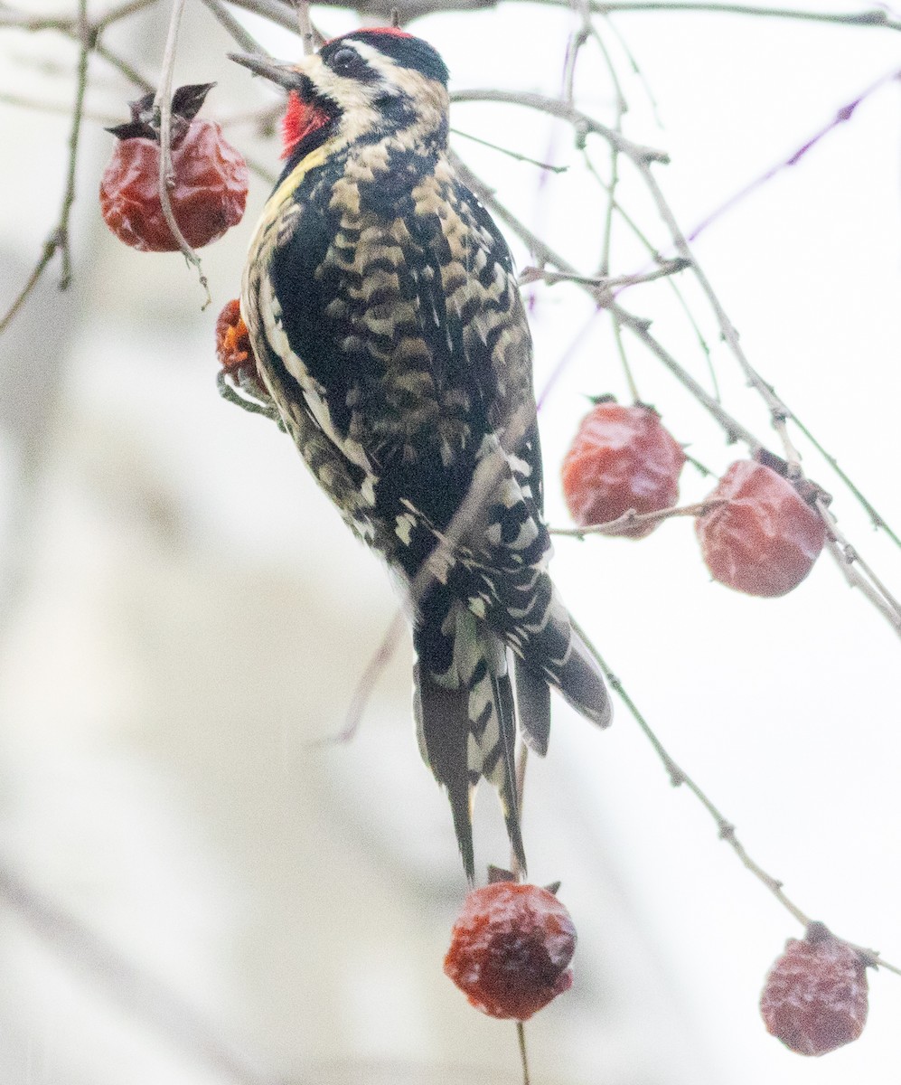 Yellow-bellied Sapsucker - ML628599067