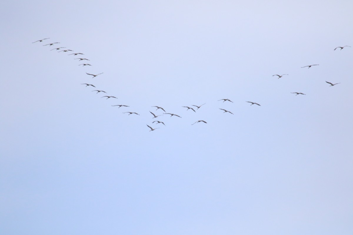 Хархираа тогоруу - ML628599147