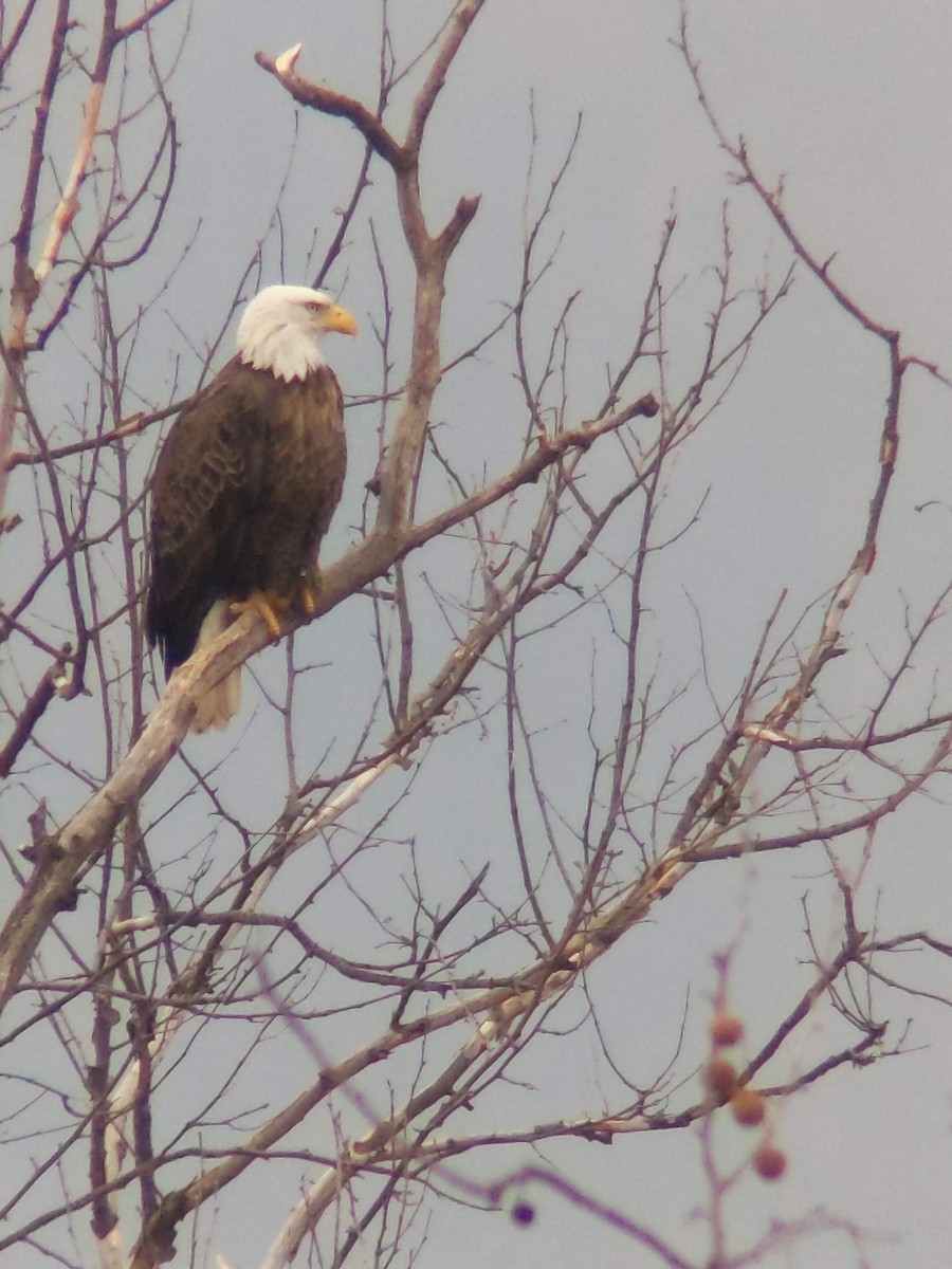 Bald Eagle - ML628599174