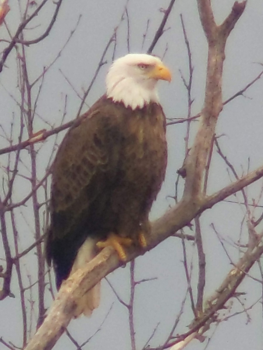 Bald Eagle - ML628599188