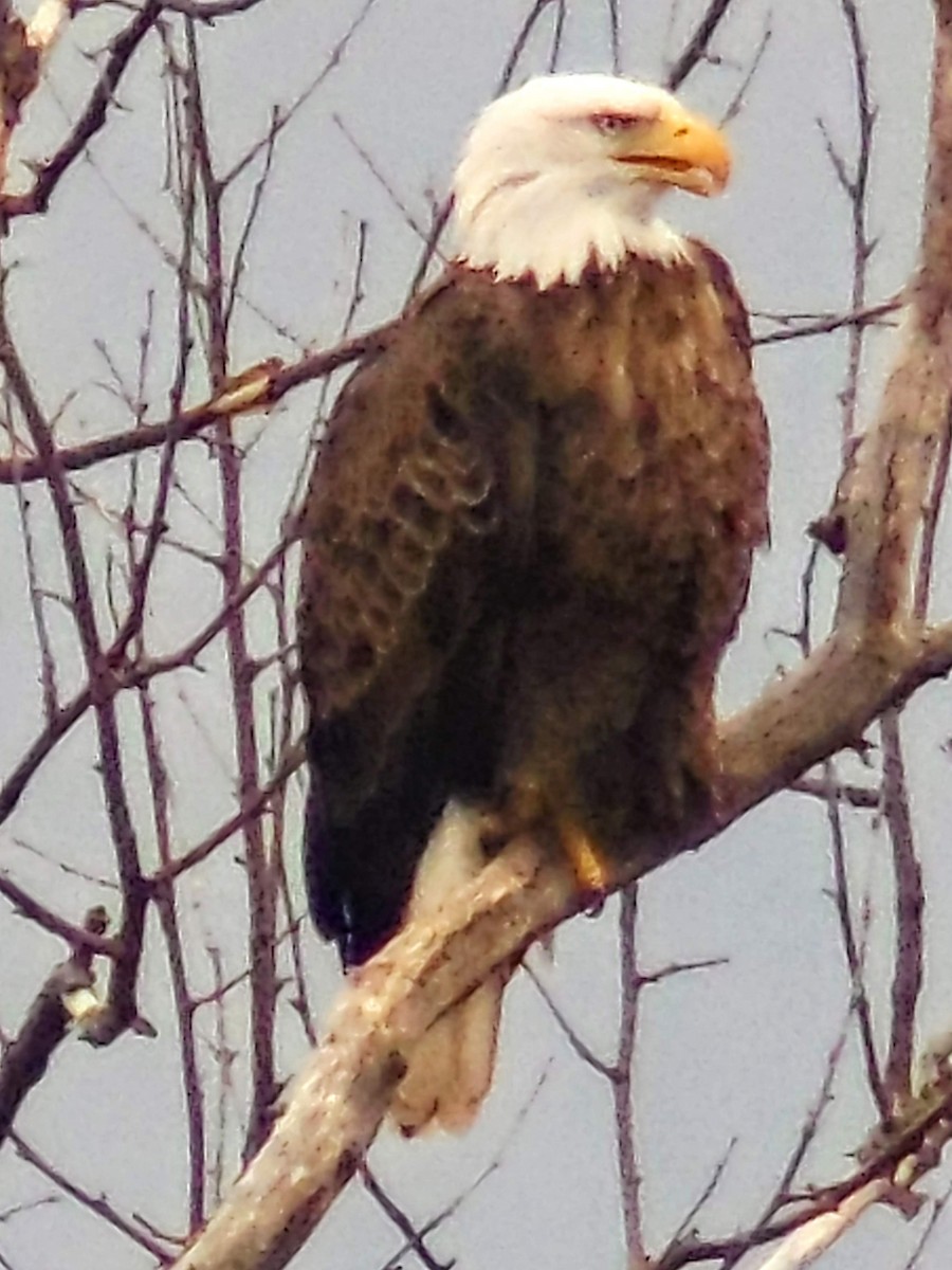 Bald Eagle - ML628599196