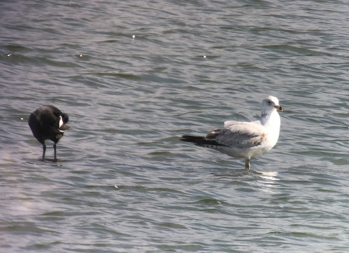 Ring-billed Gull - ML628599231