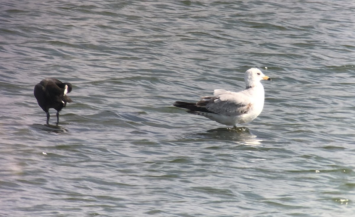 Ring-billed Gull - ML628599232