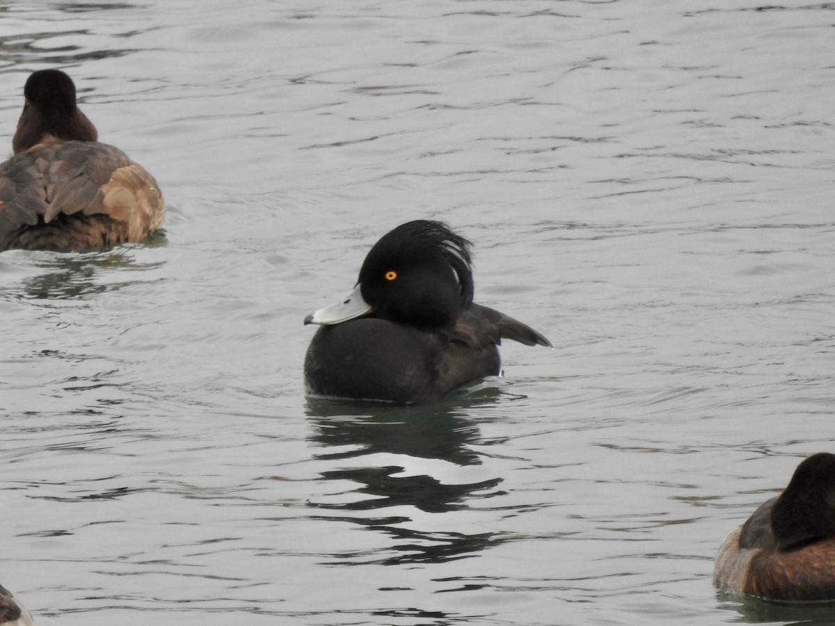 Tufted Duck - ML628599238