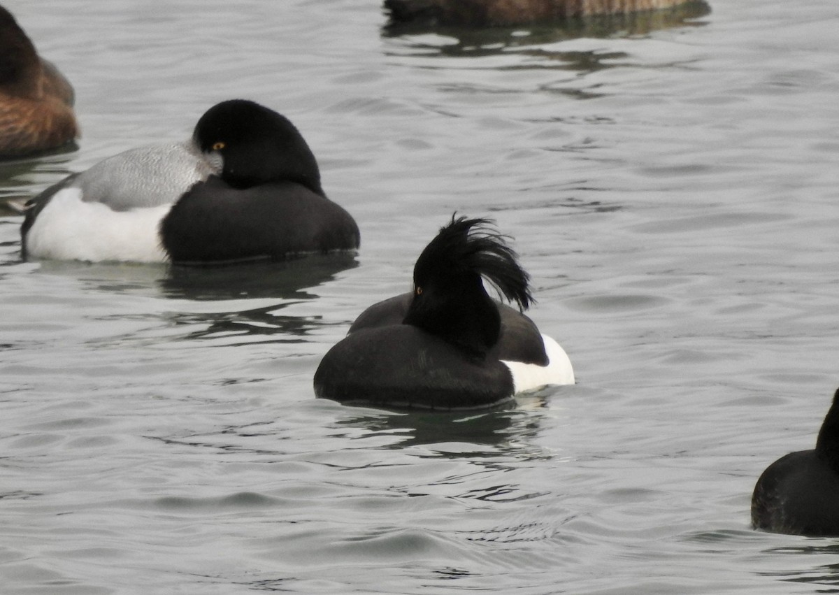 Tufted Duck - ML628599239