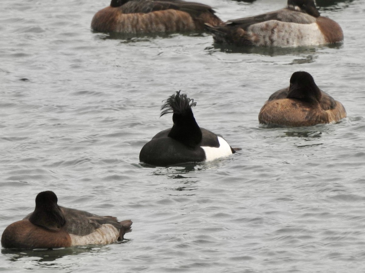 Tufted Duck - ML628599240