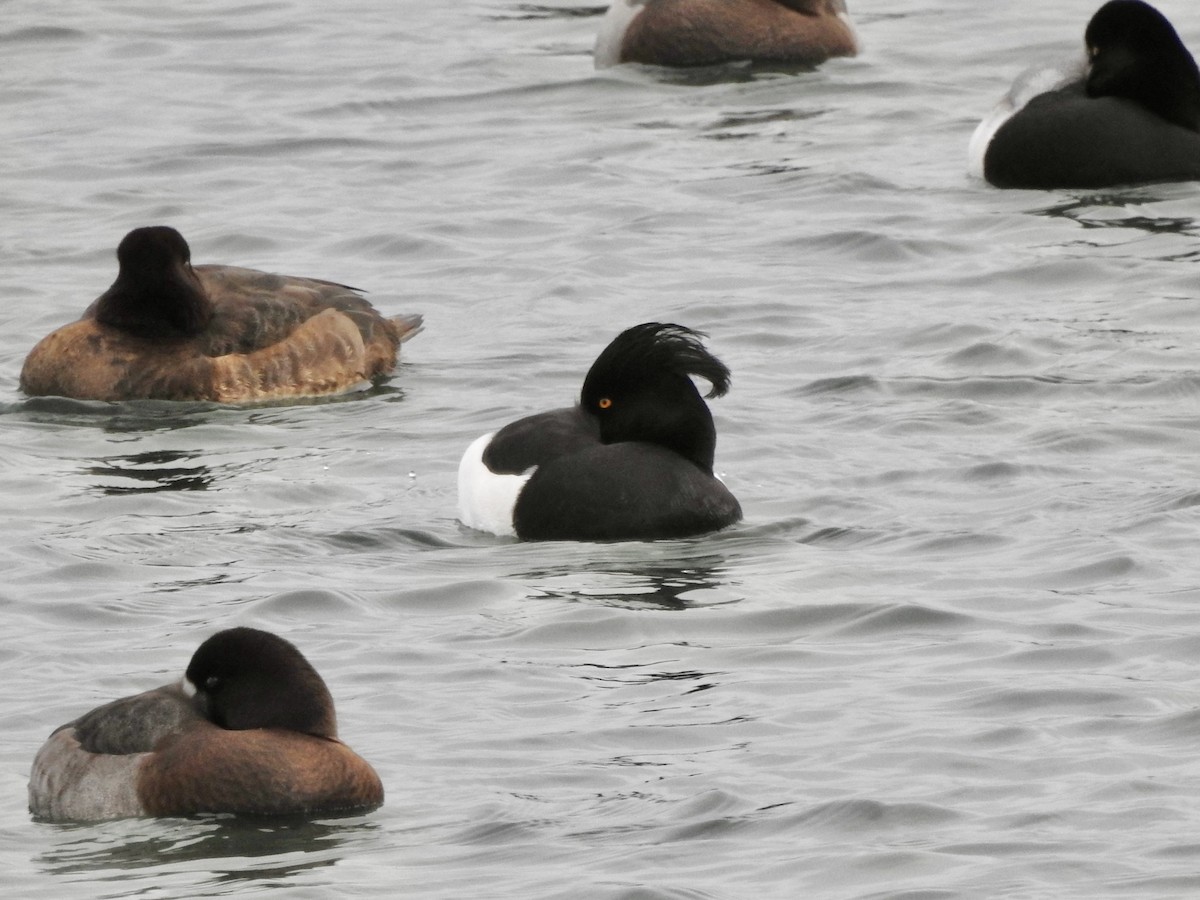 Tufted Duck - ML628599241