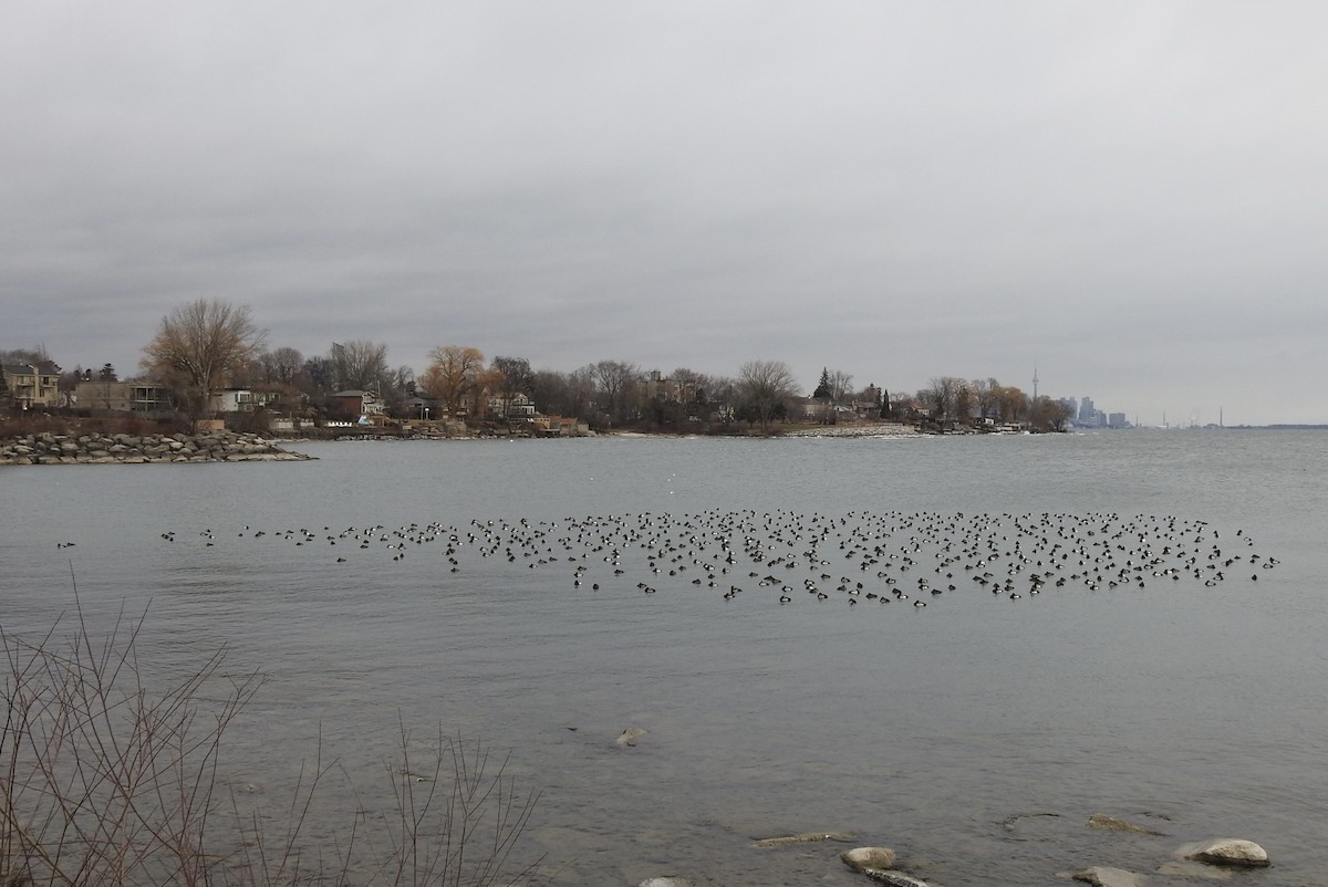 Greater Scaup - ML628599255