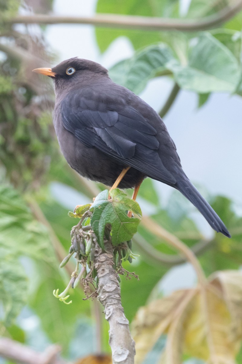 Sooty Thrush - ML628599366