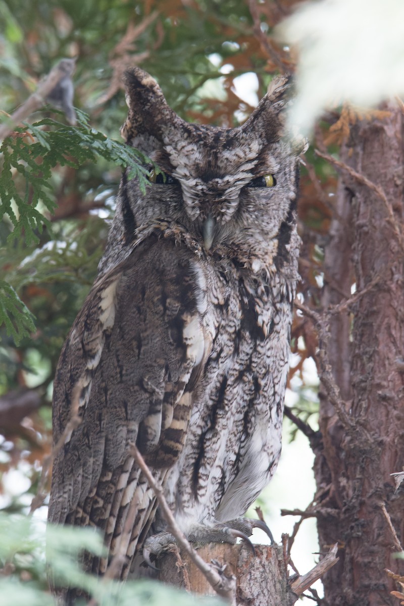 Western Screech-Owl - ML628599416