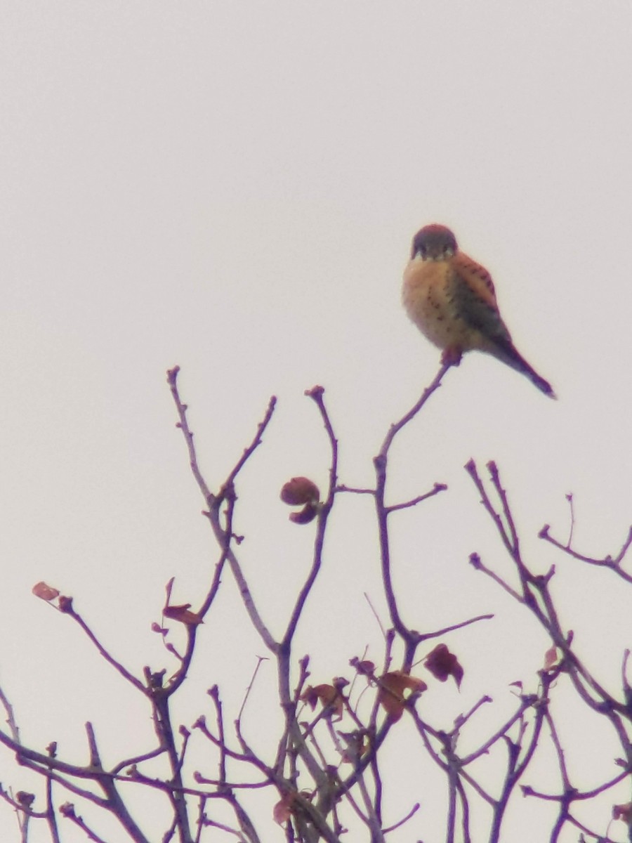 American Kestrel - ML628599535