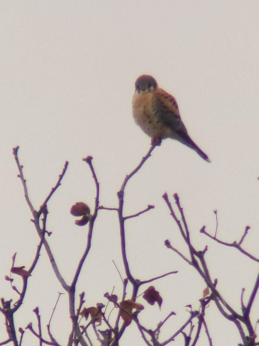 American Kestrel - ML628599543