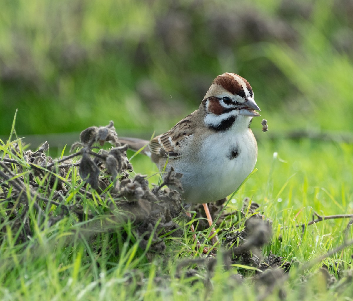 Lark Sparrow - ML628599585