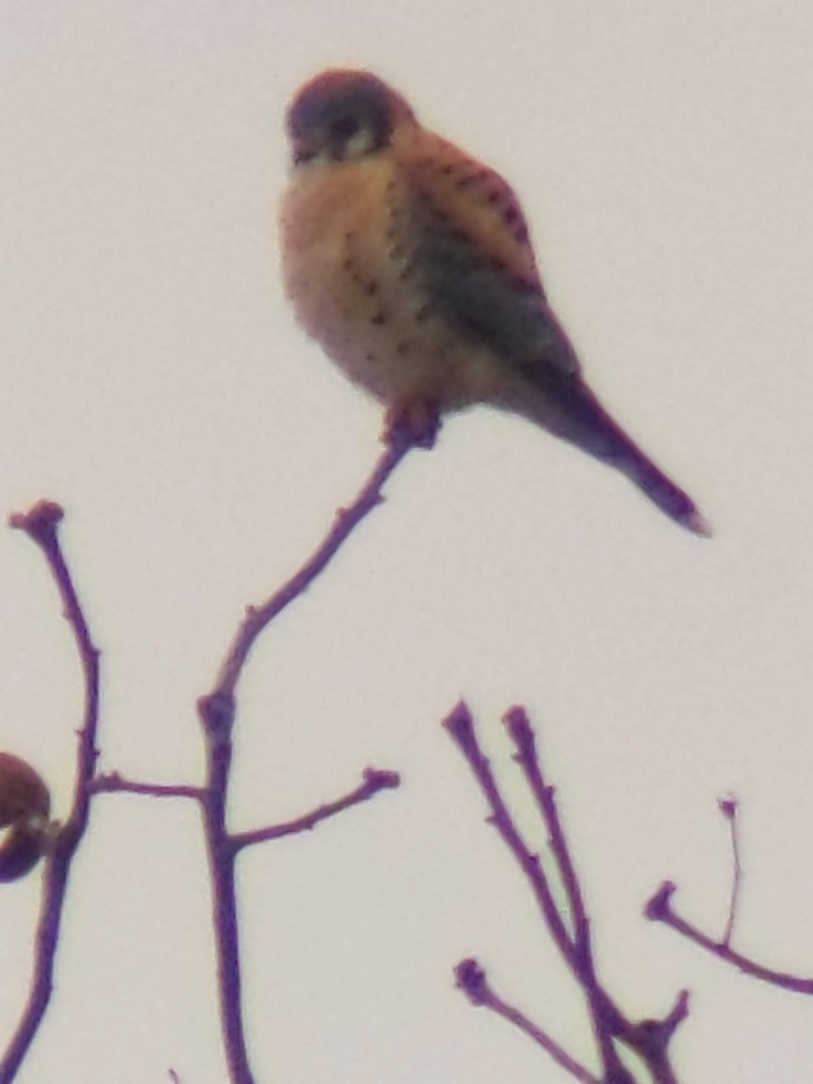 American Kestrel - ML628599606