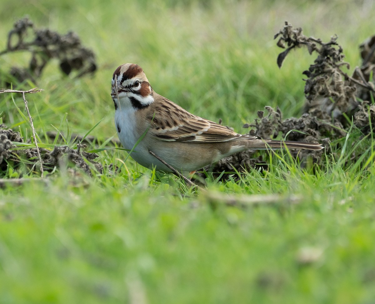 Lark Sparrow - ML628599653