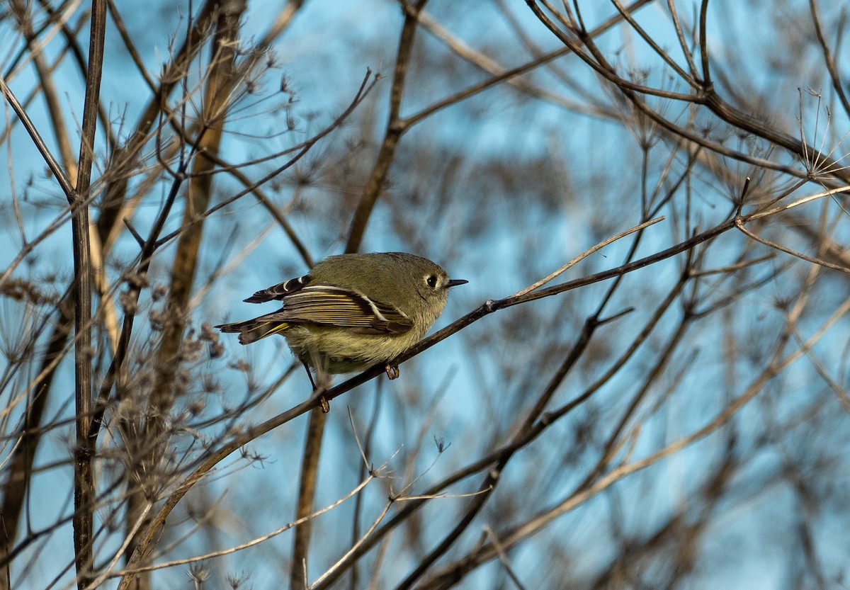 Ruby-crowned Kinglet - ML628599730