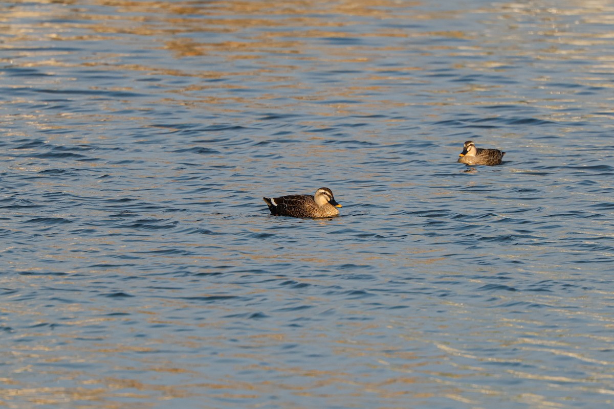 Eastern Spot-billed Duck - ML628599852