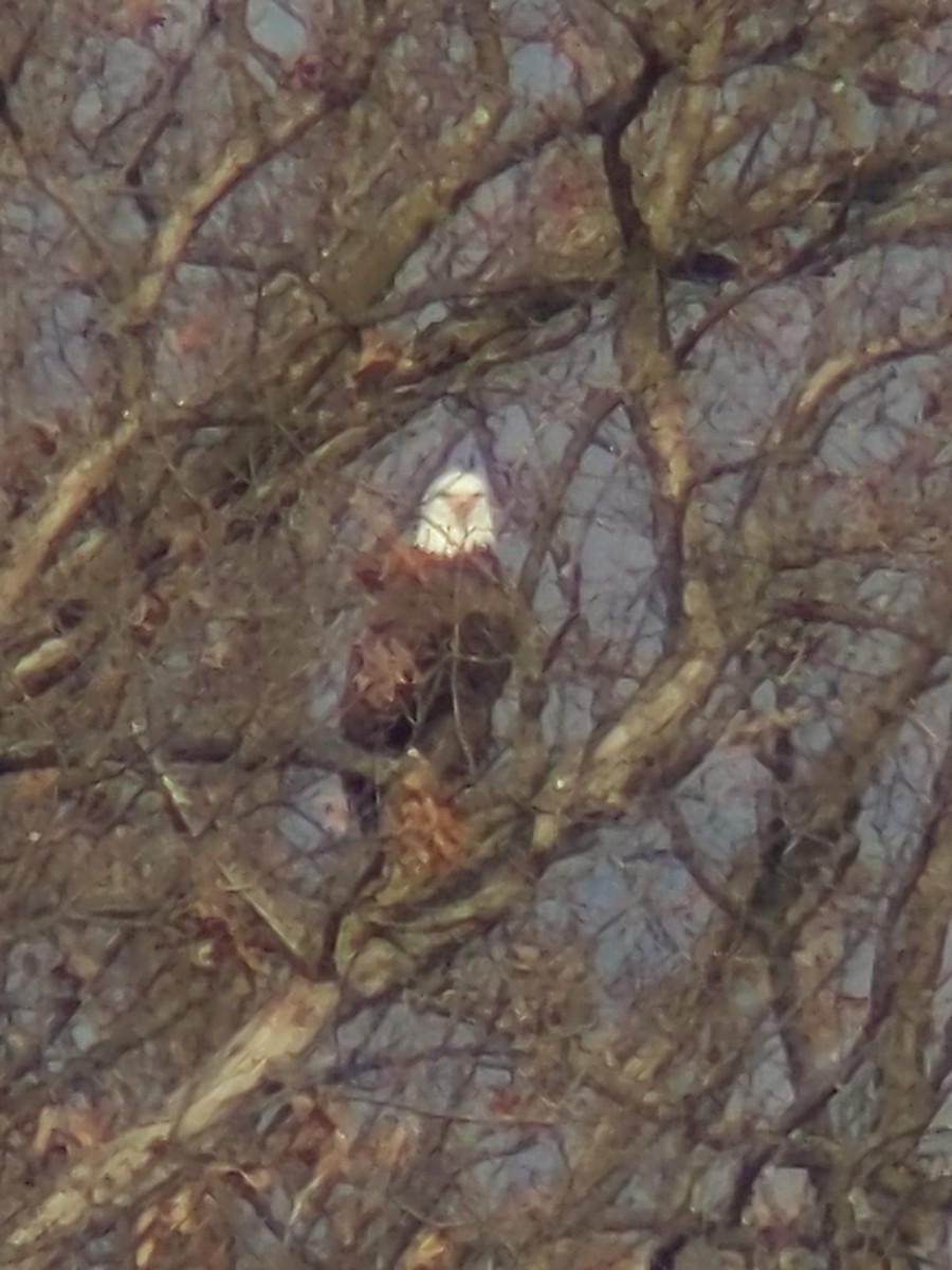 Bald Eagle - ML628599896