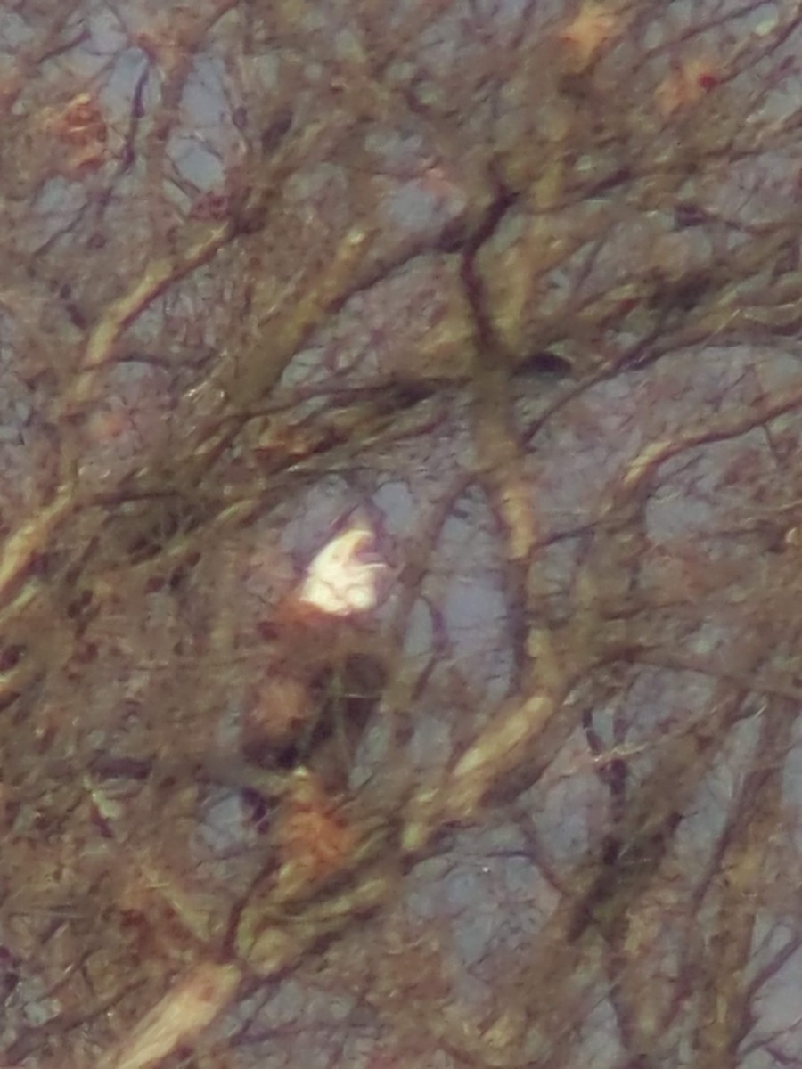 Bald Eagle - ML628599899