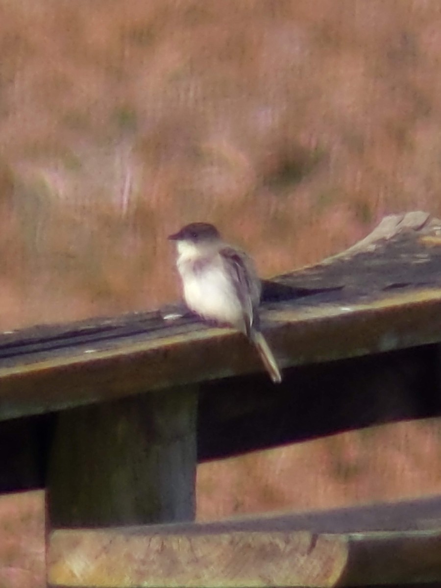 Eastern Phoebe - ML628599924