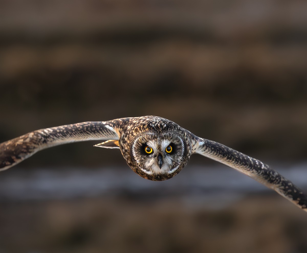 Short-eared Owl - ML628599935