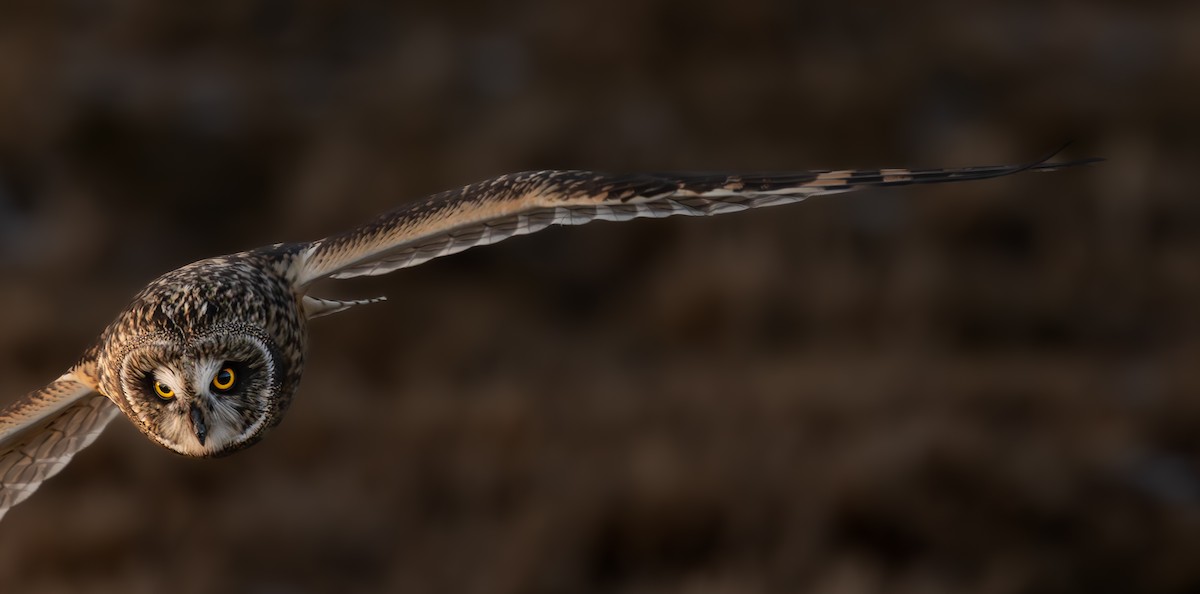 Short-eared Owl - ML628599936