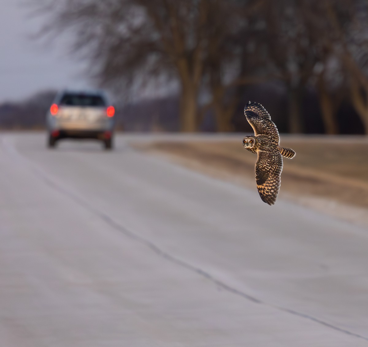 Short-eared Owl - ML628599937