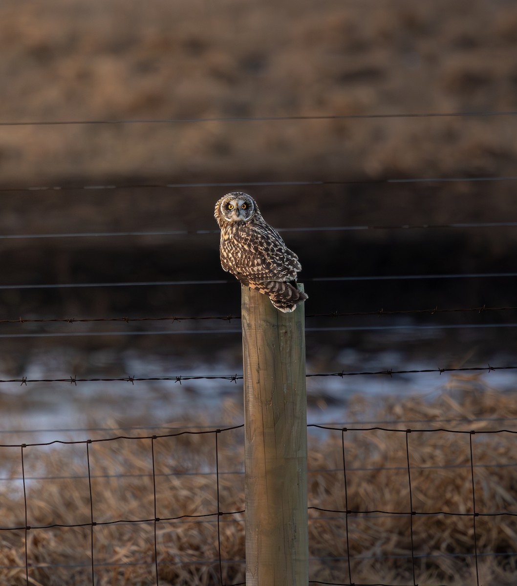 Short-eared Owl - ML628599938